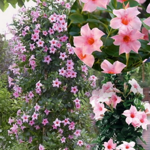 Mandevilla sanderi 'Sundaville® Classic Cream Pink' - Sanderi mandvill 'Sundaville® Classic Cream Pink' P9/0,55L